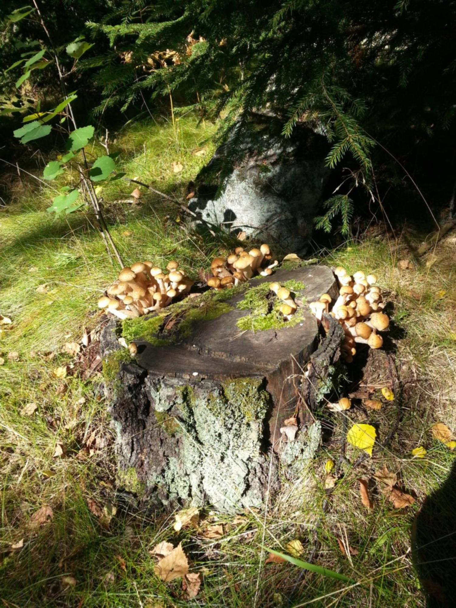 Cottage Baydar Jyraankoski Bagian luar foto